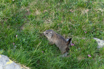 closeup of a baby marmot in the swiss alps