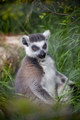 Ring-tailed lemur sitting on the grass