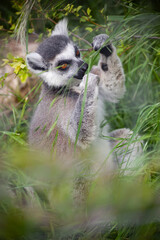 Ring-tailed lemur sitting on the grass