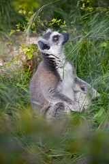 Ring-tailed lemur sitting on the grass