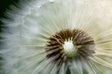 The close-up of dandelion. The dandelion flower background, beautiful nature details.