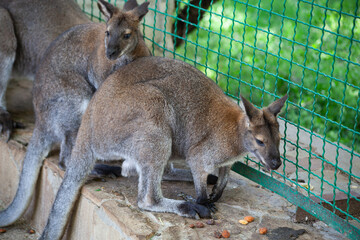 Kangaroo eat at the zoo