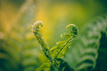The green leaves of  fern in the forest. Background with natural ferns.