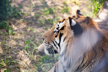 Close-up portrait of the Amur tiger