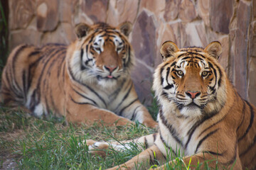 Two Amur tigers lie on the grass