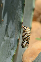 chenille de papillon Machaon