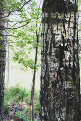 tree trunk in forest