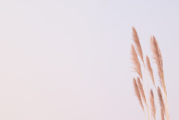 Soft gently wind grass flowers in aesthetic nature of early morning sky background. Quiet and calm image in minimal zen mood. Summer nature border in pastel tone. 