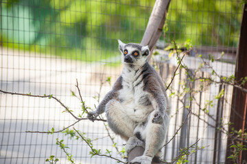 Ring-tailed lemur sits on a tree in its valiere at the zoo