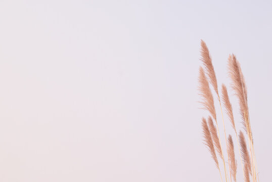 Soft gently wind grass flowers in aesthetic nature of early morning sky background. Quiet and calm image in minimal zen mood. Summer nature border in pastel tone. 