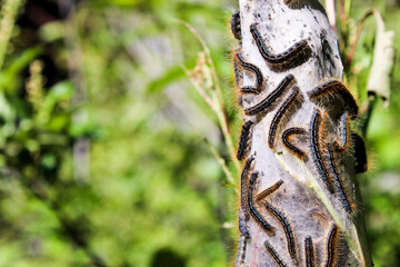 caterpillar nest right