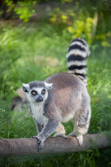 Ring-tailed lemur sitting on the grass