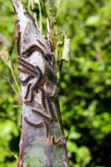 caterpillar nest left