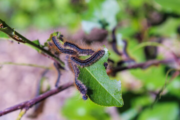 caterpillars on leaves