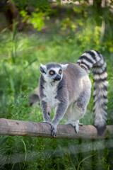 Ring-tailed lemur sitting on the grass © Шевчук Яна