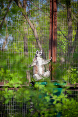 Ring-tailed lemur sits on a tree in its valiere at the zoo
