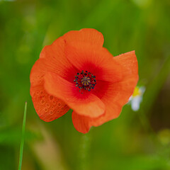 Fototapeta premium A poppy with the morning dew on the top. The small water drops on the petal of the plant reflects a bit of the surrounding scenery.