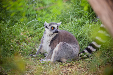 Ring-tailed lemur sitting on the grass