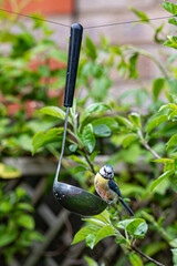 Blue tit feeding from a kitchen ladle spoon filled with suet bird food