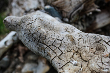 root detail