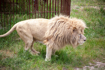 White old lion lies in the clearing