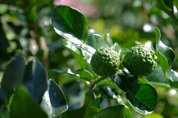 Close up view of Kaffir lime or limau purut on the tree at the garden