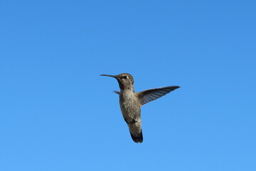 Fototapeta na wymiar Hummingbird in Flight showing wing Positions and a Blue Sky Background
