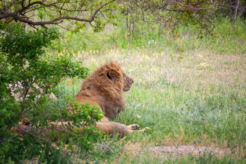 The old lion lies in the clearing