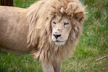 White old lion lies in the clearing