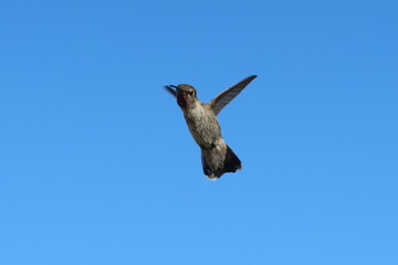 Hummingbird in Flight showing wing Positions and a Blue Sky Background