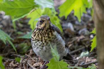 Thrush chick that flew from the nest