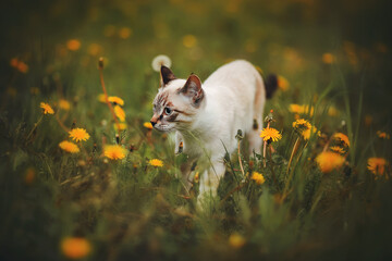 Cute domestic tabby Thai kitten sneaking in a meadow among green grass and yellow blooming dandelions in the summer. A pet in nature.