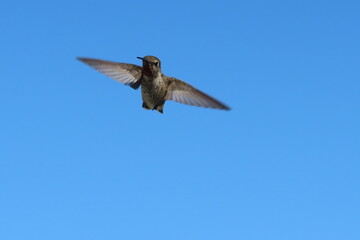 Hummingbird in Flight showing wing Positions and a Blue Sky Background