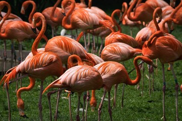Flamingos