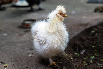 White silky fancy chicken in rural area.