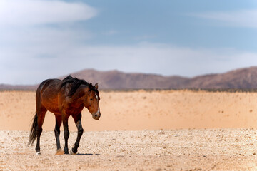 Fototapeta premium Wild horse near Aus town in Namibia.