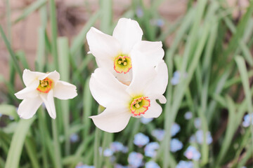 White Poets Narcissus flower (Narcissus poeticus, daffodil, pheasant's eye) against dark emerald green bokeh background. One narcissus with two flower heads. Selective focus. There is place for text