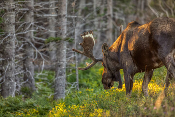 Bull Moose in the Cape Breton Highlands National Park, Nova Scotia.
