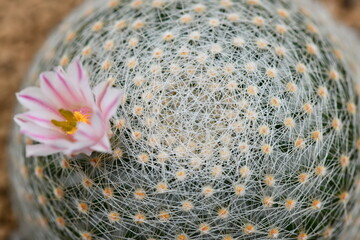 Green Cactus on White