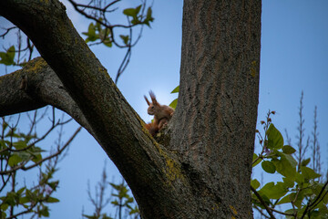 Fototapeta premium squirrel on tree