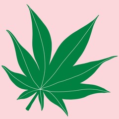 Cannabis leaf freehand drawing on pink background.
