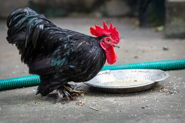 Beautiful black rooster in Rural Area.