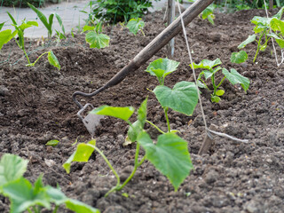 Weeding with a hoe beds with young cucumber sprouts. Cultivation of organic vegetables in the farm