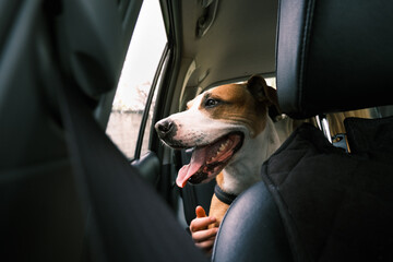 Happy dog in car's back seat, commuting with pets