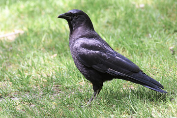 Closeup of an American Crow standing up on the ground