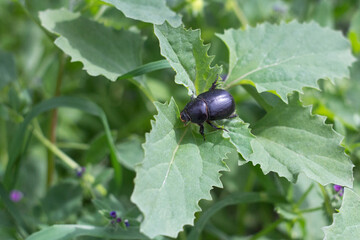 beetle on a leaf