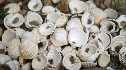 Fototapeta na wymiar conchas, mar , natureza 