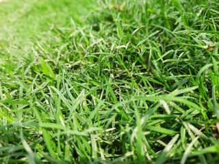 green grass background