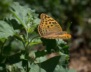 butterfly on a flower