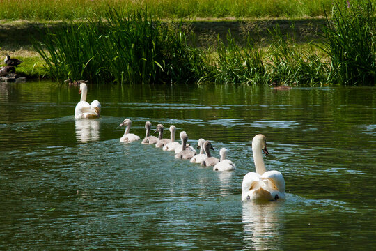 Familie Shwan